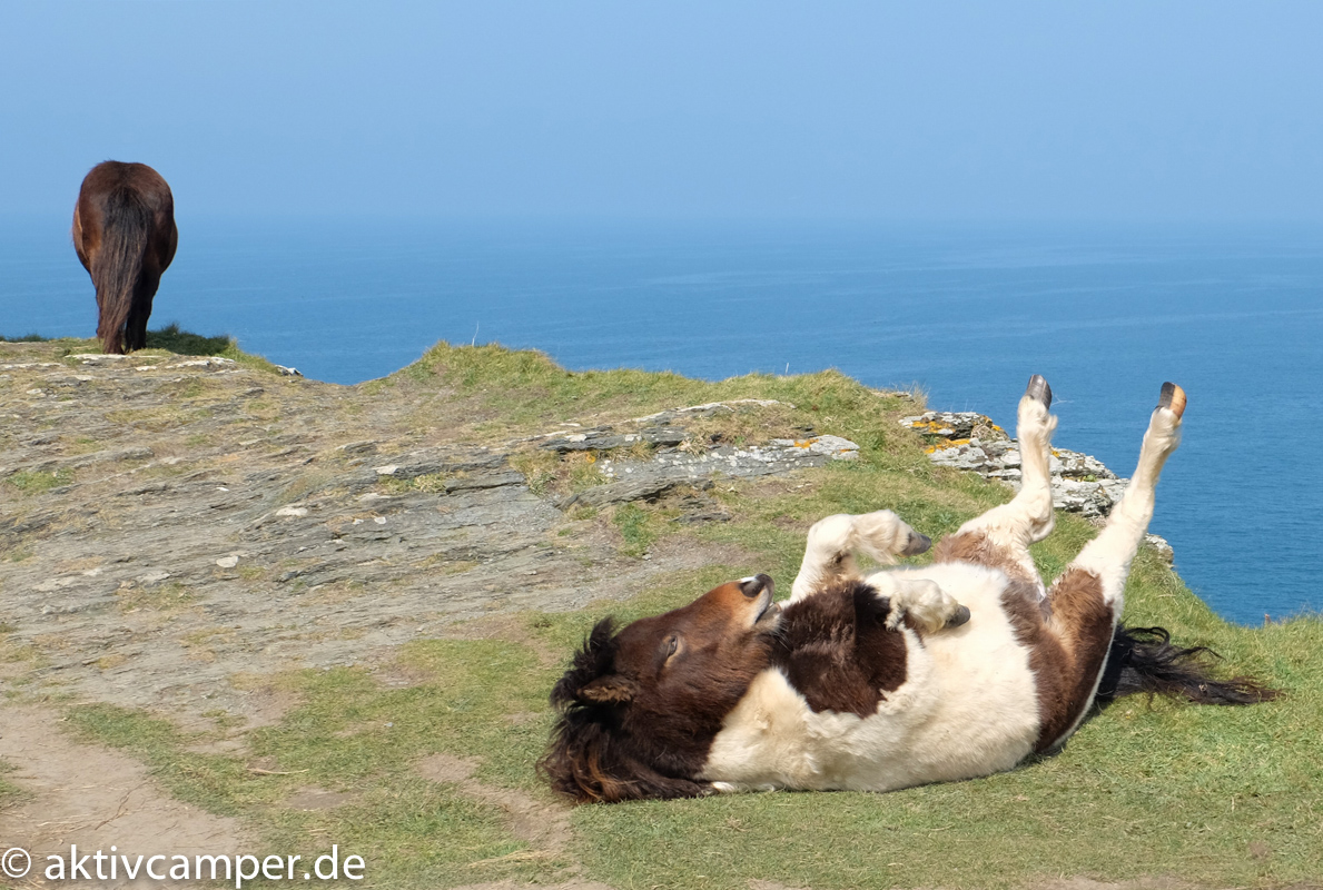 Frei laufende Ponys an der Küste Cornwalls