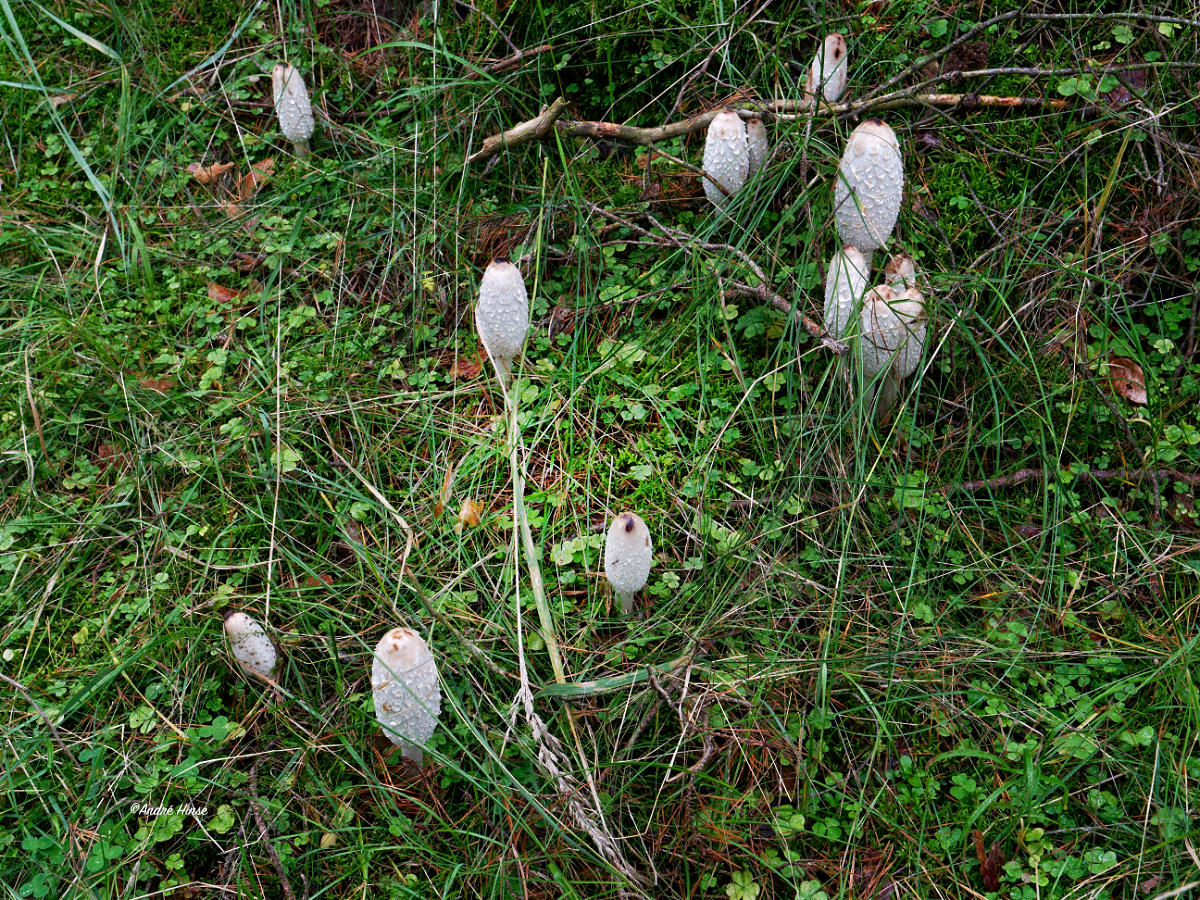 Pilze im Müritz Nationalpark
