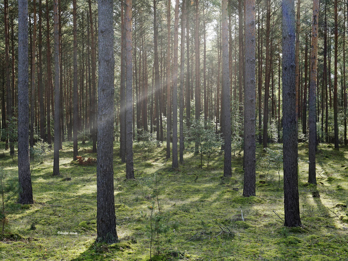 Wald im Müritz Nationalpark Brandenburg